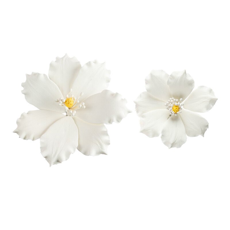 White Sugar Clematis - Large 10cm