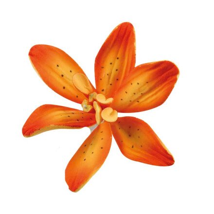 Orange Sugar Lily - 4.8cm