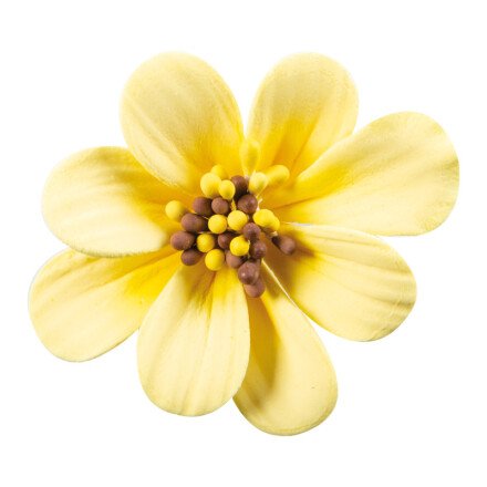 Yellow Sugar Daisy 5cm